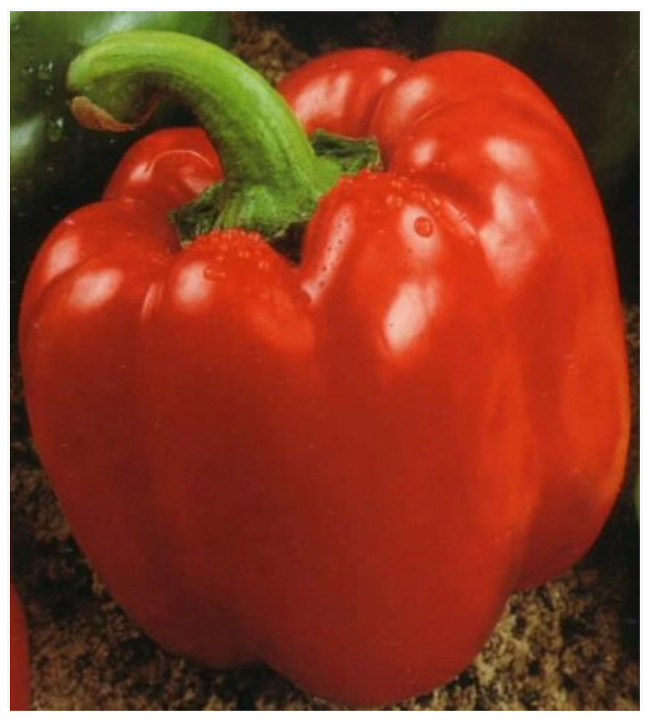 Pepper Bell Red (Quadrato Rosso D’ Asti) - Dutchman's Hydroponics & Garden Supply