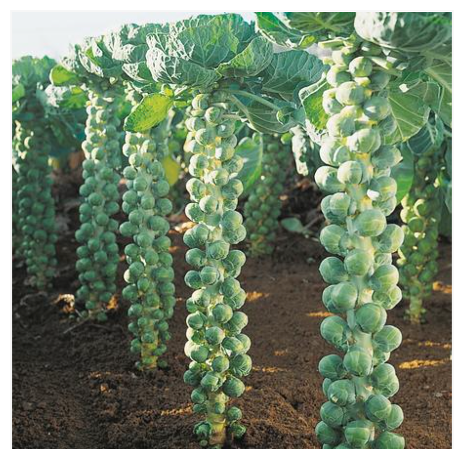 Brussel Sprouts Di Bruxelles - Dutchman's Hydroponics & Garden Supply