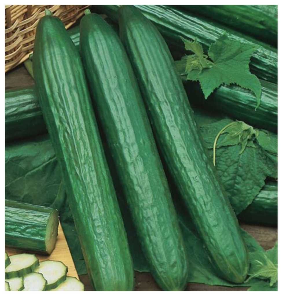 Cucumber English Long (Telegraph) - Dutchman's Hydroponics & Garden Supply