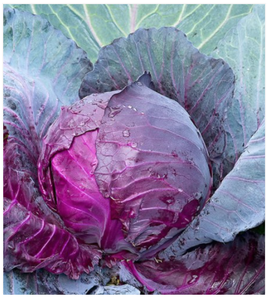 Cabbage Mammoth Red - Dutchman's Hydroponics & Garden Supply