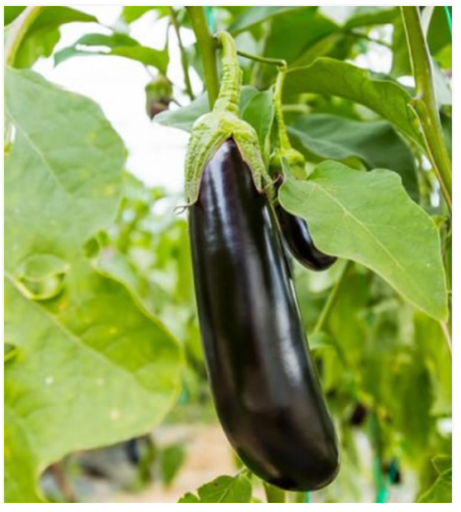 Eggplant Long Violet 3 - Dutchman's Hydroponics & Garden Supply