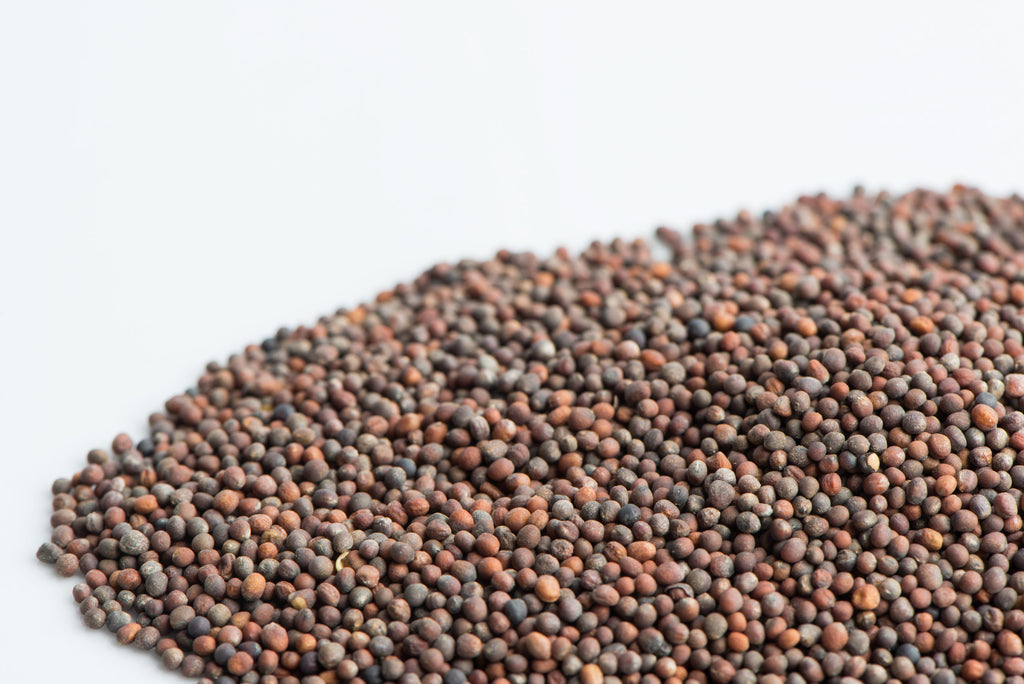 Broccoli Microgreen Seeds