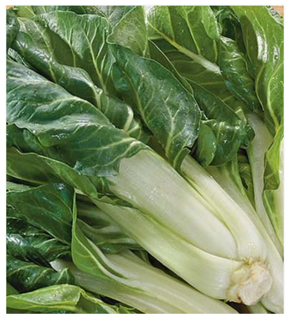 Swiss Chard Costa Barese - Dutchman's Hydroponics & Garden Supply
