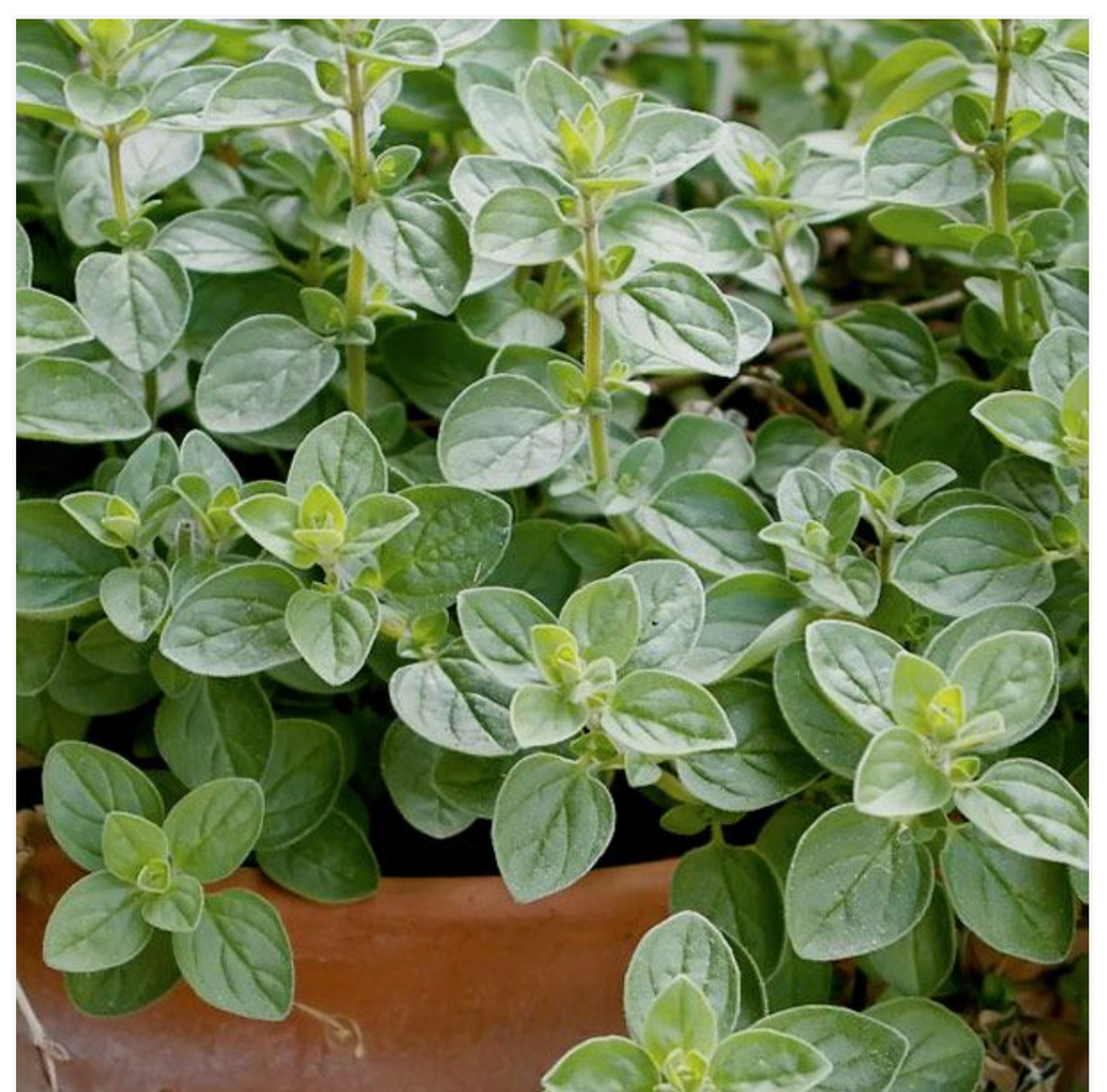 Oregano Herb - Dutchman's Hydroponics & Garden Supply