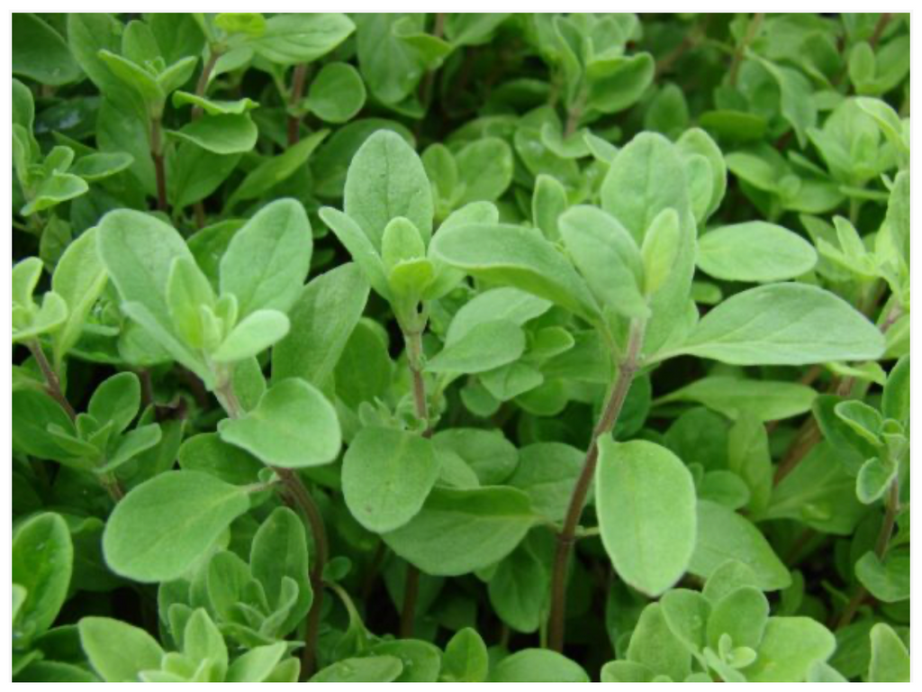 Sweet Marjoram Herb
