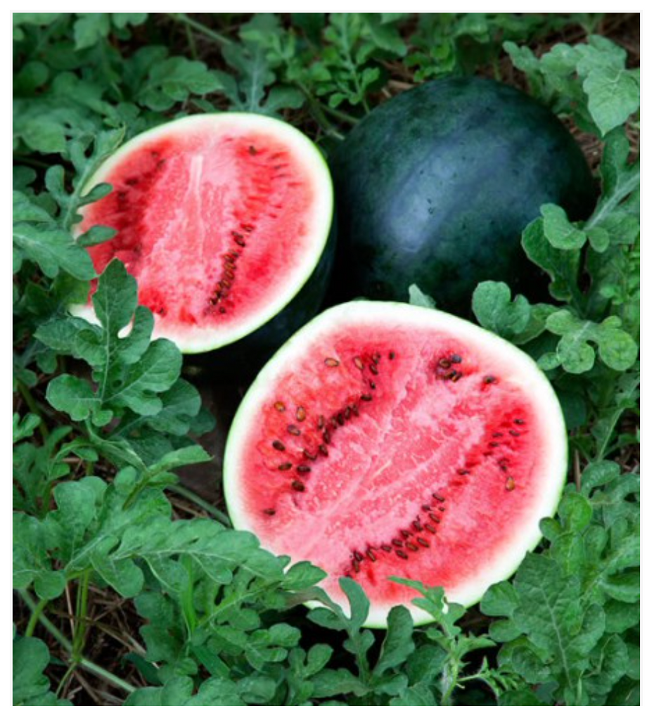 Watermelon Sugar Baby - Dutchman's Hydroponics & Garden Supply