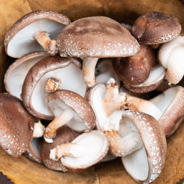 Shiitake Mushroom Mycelium