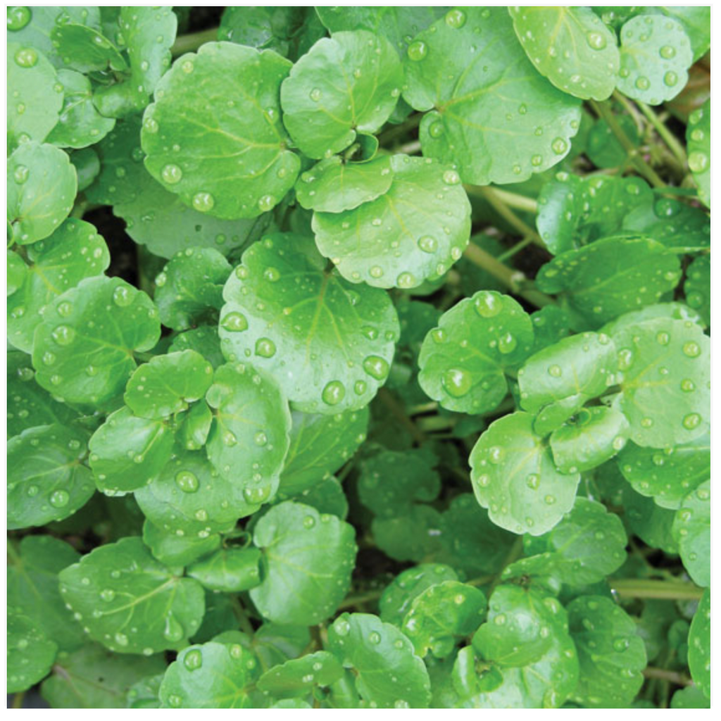 Watercress Crescione Herb - Dutchman's Hydroponics & Garden Supply