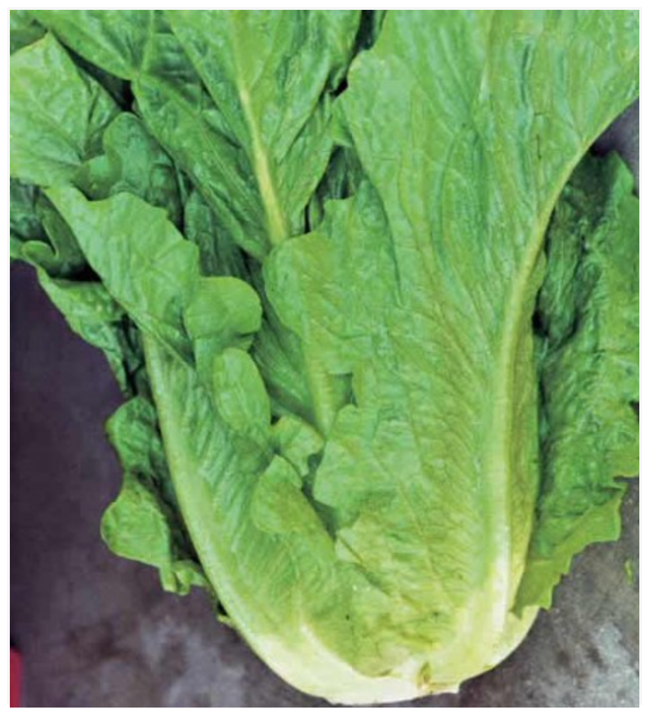 Romaine Lettuce Winter - Dutchman's Hydroponics & Garden Supply