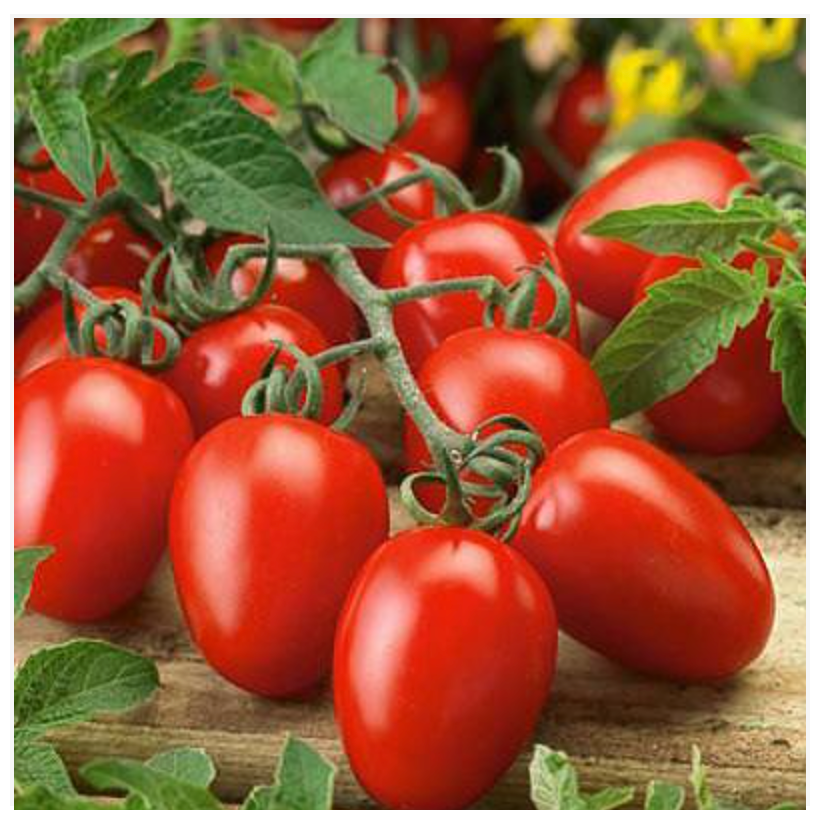 Tomato Plum Sel. Fiaschetto