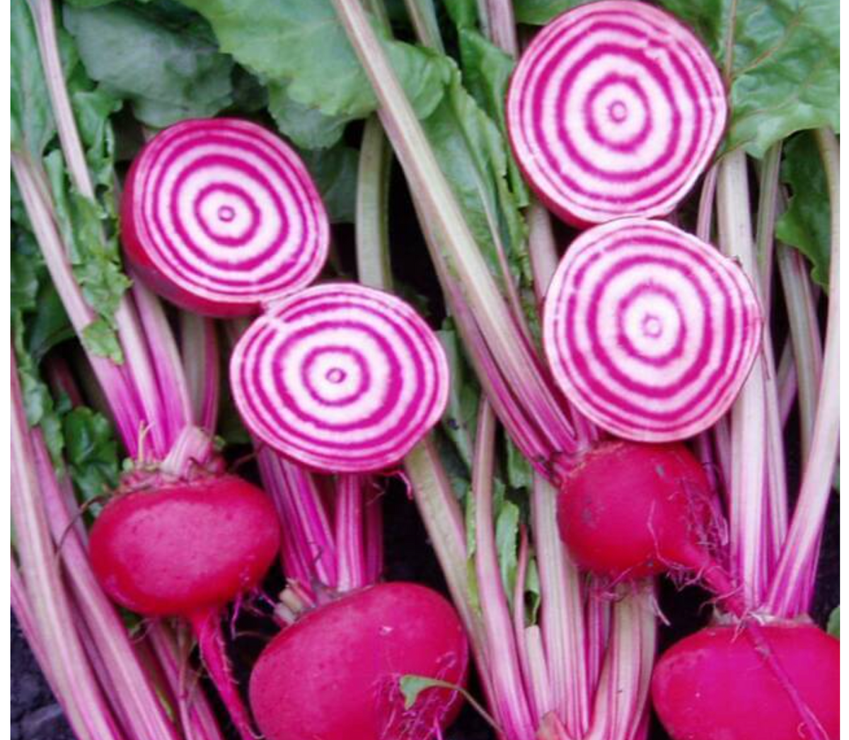 Italian Ringed Beetroot Beetroot Italian Chioggia Seeds - Dutchman's Garden Supply Canada – Tru ...