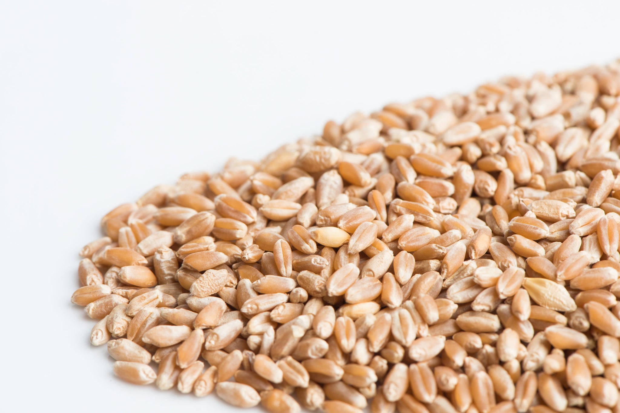 Wheat, Hard Red Spring Sprouts & Microgreen Seeds, Dutchman's Garden ...