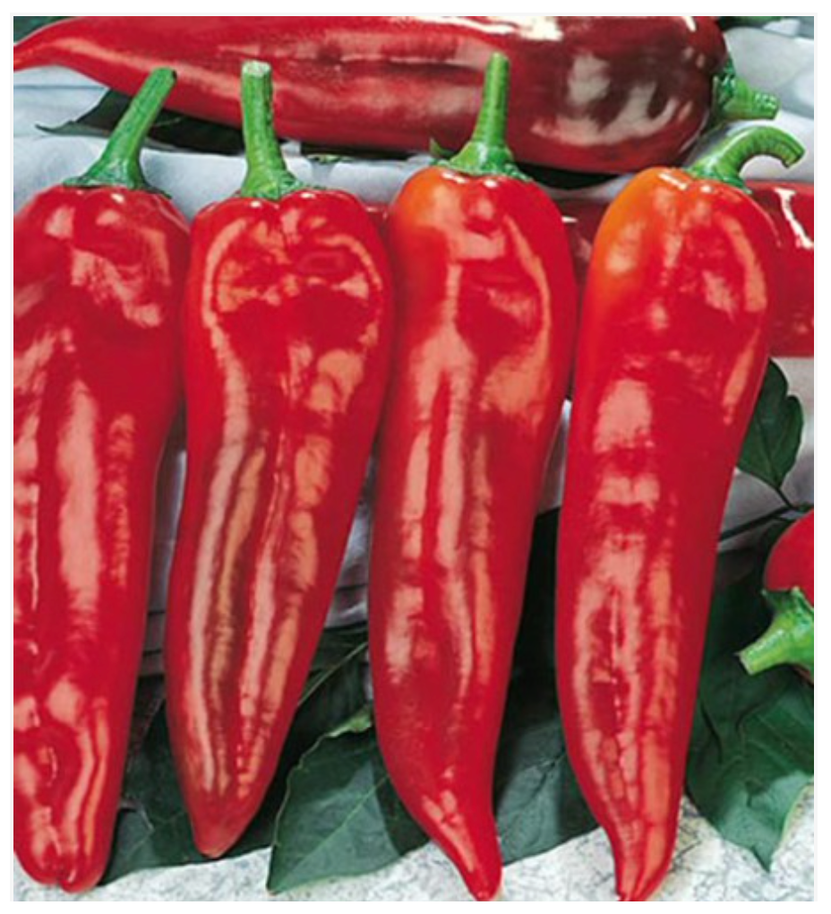 Pepper Sweet Corno Di Toro Rosso (Sheppard)
